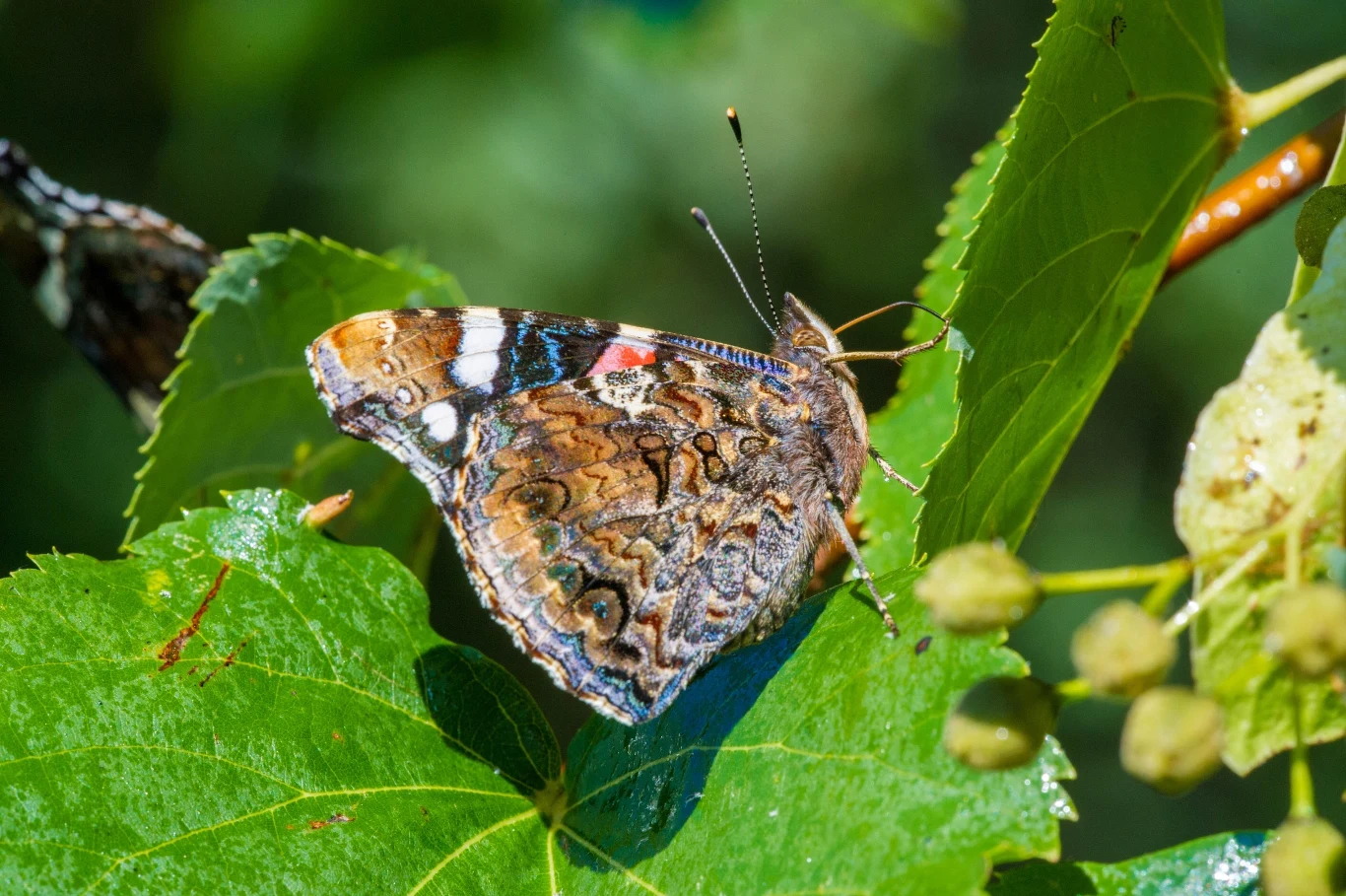 Rusałka admirał po złożeniu skrzydeł od razu przestaje być barwna i atrakcyjna