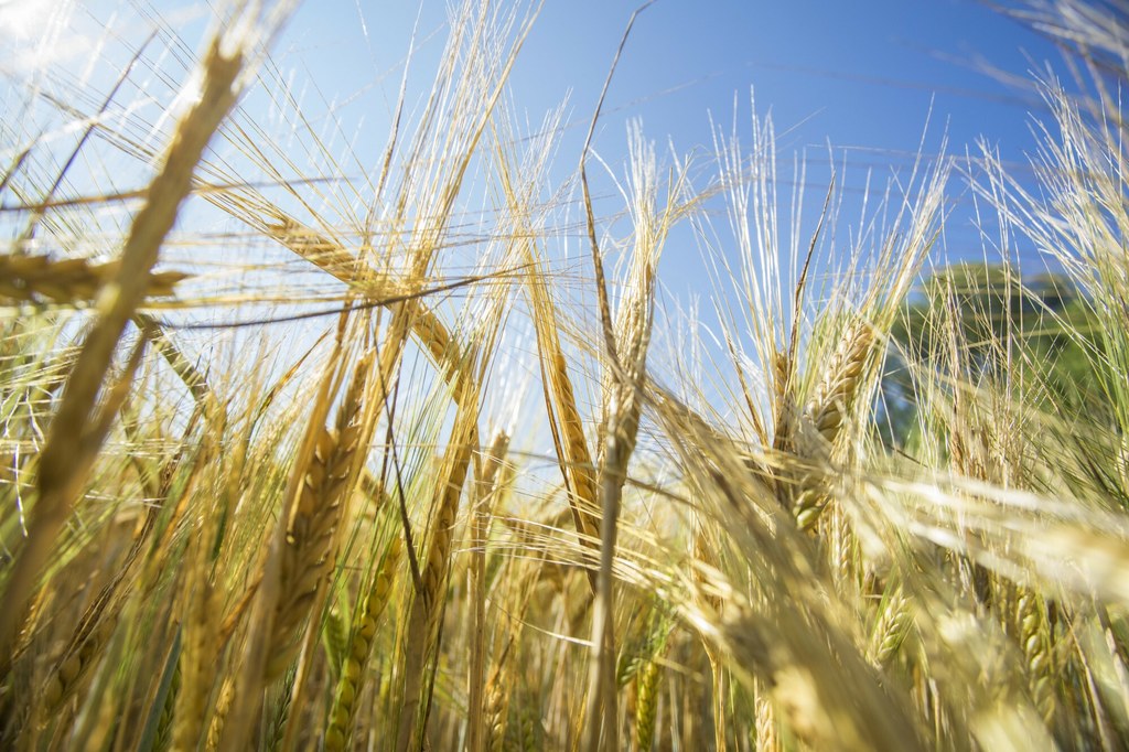 Naukowcy chcą opracować gatunki roślin odporne na zmiany klimatu i suszę. W pierwszej kolejności spróbują stworzyć odmianę jęczmienia z wykorzystaniem bakterii z prehistorycznym DNA