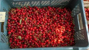 Na bazarach szok. Są już czereśnie, ale cena zwala z nóg
