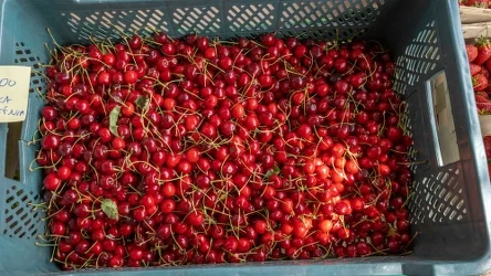 Ile kosztuje kilogram czereśni?