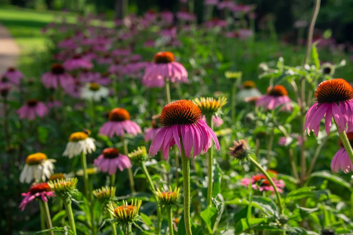 Jakie kwiaty wieloletnie kwitną całe lato? Jeżówka purpurowa długo zachwyca swoim wyglądem Jakie kwiaty wieloletnie kwitną całe lato? Jeżówka purpurowa długo zachwyca swoim wyglądem