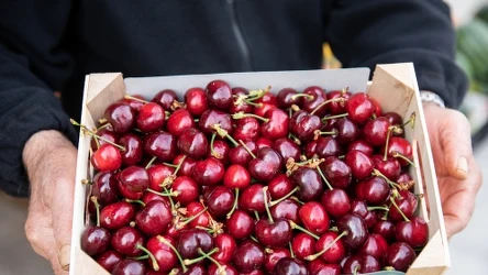 Za kilogram importowanych czereśni w maju na bazarkach trzeba zapłacić nawet 100 złotych
