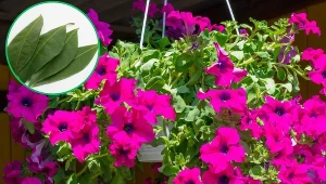 Czym nawozić surfinie? Przyda się produkt z szafki kuchennej. 