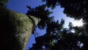 Najwyższe polskie drzewo. Jest nowa rekordzistka