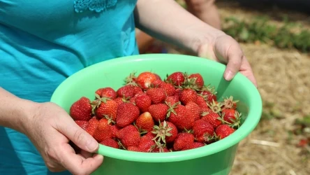 Po zakupie truskawki musisz jeszcze dokładnie umyć przed spożyciem. W przeciwnym razie możesz nabawić się zdrowotnych problemów