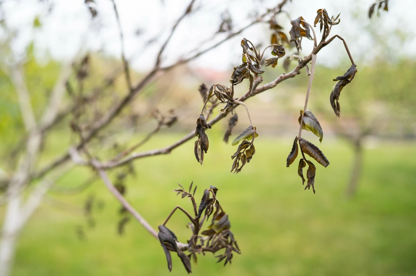 "Jak mówią rolnicy, straty sięgają w niektórych uprawach nawet 100 proc." Zdj. ilustracyjne "Jak mówią rolnicy, straty sięgają w niektórych uprawach nawet 100 proc." Zdj. ilustracyjne