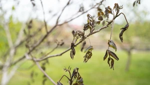 "Jak mówią rolnicy, straty sięgają w niektórych uprawach nawet 100 proc." Zdj. ilustracyjne