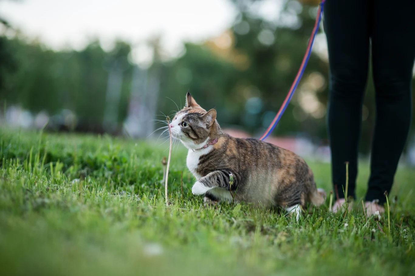 Aby wyprowadzać kota, trzeba wybrać odpowiednie miejsce