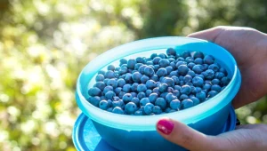 Borówki amerykańskie obniżają cukier, wspierają jelita, tarczycę i mózg