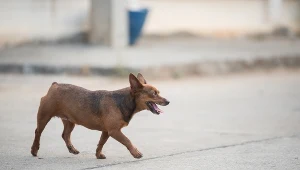 Kiedy u człowieka wystąpią pierwsze objawy wścieklizny, na skuteczny ratunek jest już za późno 