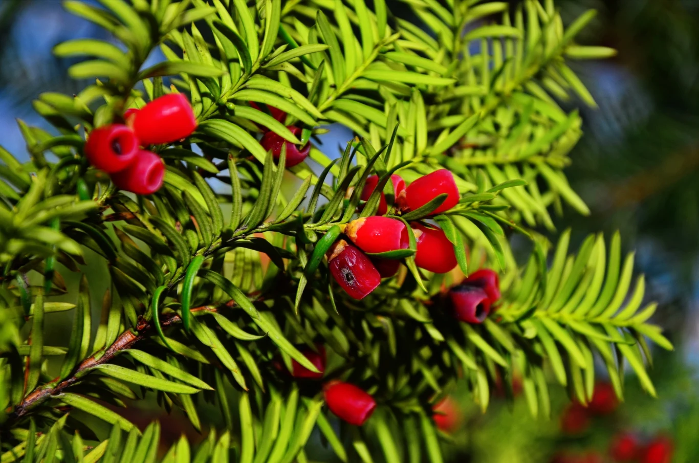 Cis to często widywana roślina w polskich ogrodach