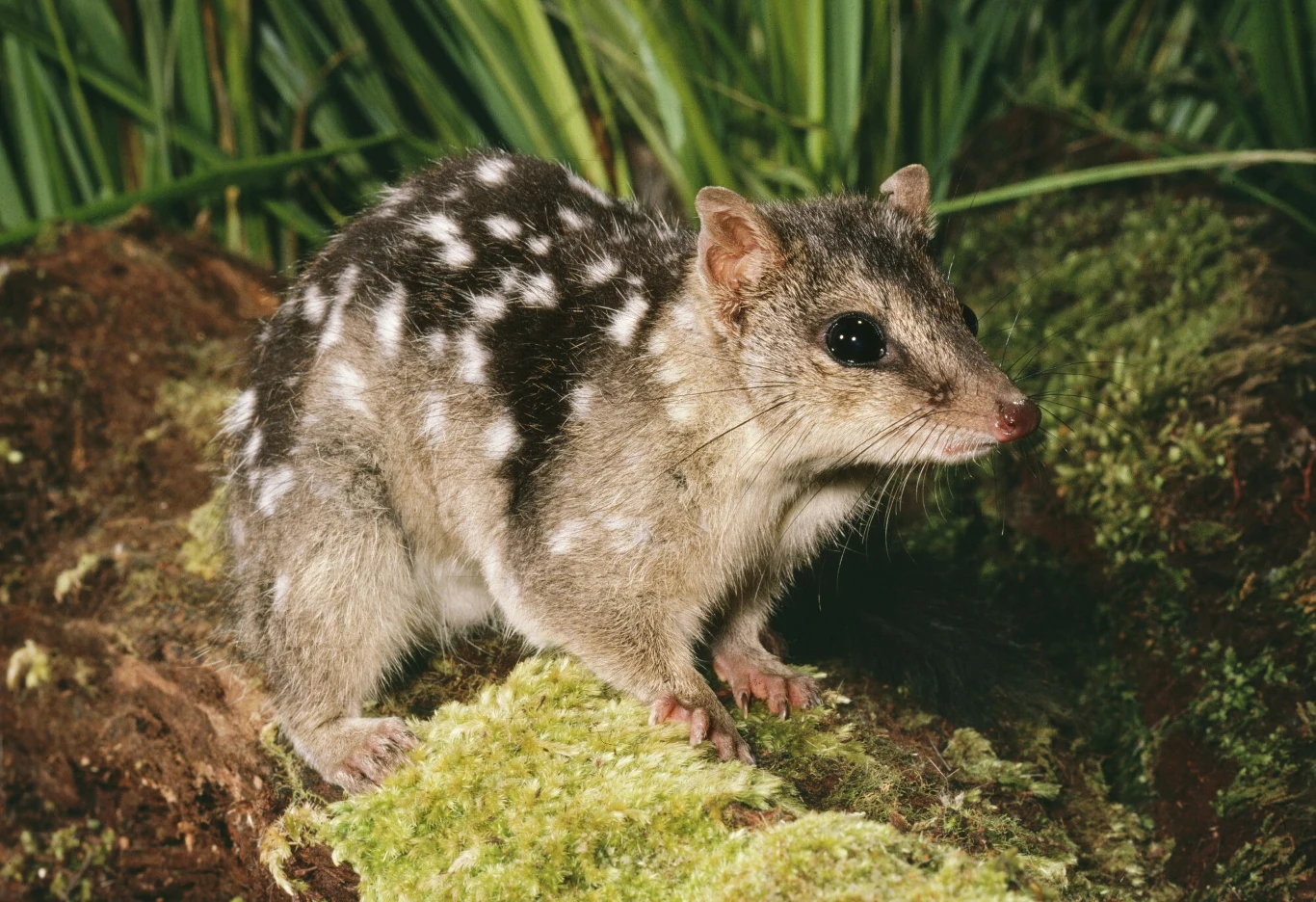 Bardzo zagrożony niełaz północny