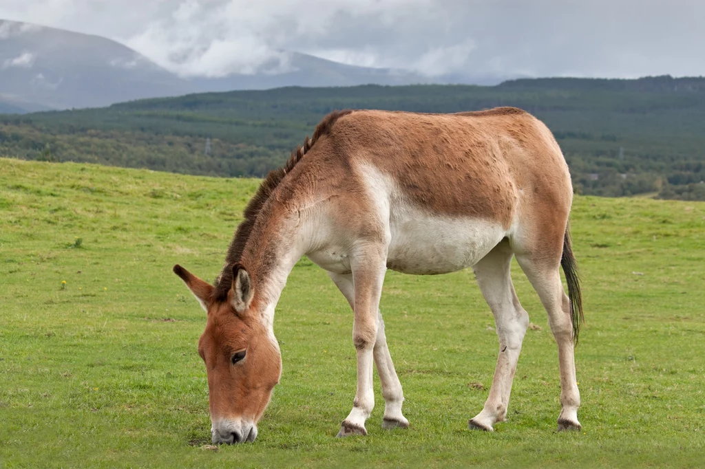 Kiang jest osłem wysokogórskim. Żyje w Tybecie