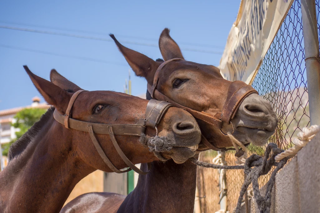 Dwa muły w zagrodzie w Hiszpanii. To krzyżówka klaczy konia i ogiera osła