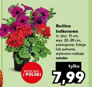 Roślina balkonowa Polski