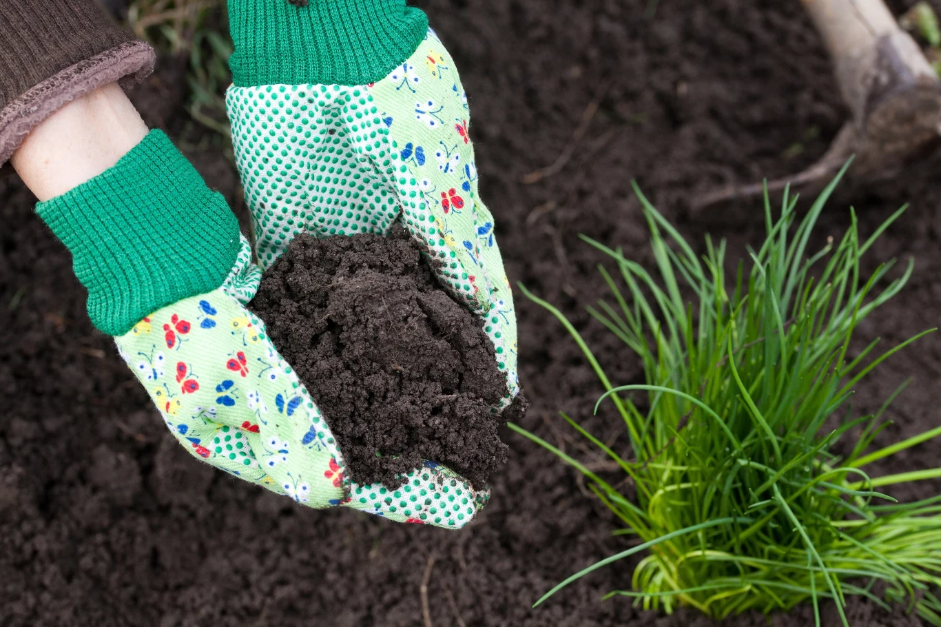 Jak w prosty sposób sprawdzić odczyn ziemi w ogrodzie?