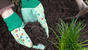 Nie wiesz, jaki odczyn ma ziemia w twoim ogrodzie? W ten sposób szybko to sprawdzisz 