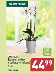 Орхідея Gardenline