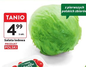 Sałata lodowa Polski niska cena