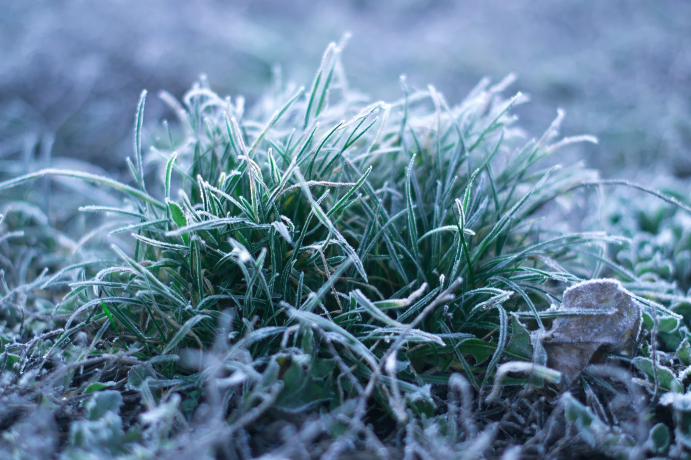 Najbliższe noce będą zimne. Temperatura spadnie do trzech kresek poniżej zera