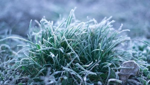 W najbliższych dniach nie widać wyraźnego powrotu cieplejszej wiosny