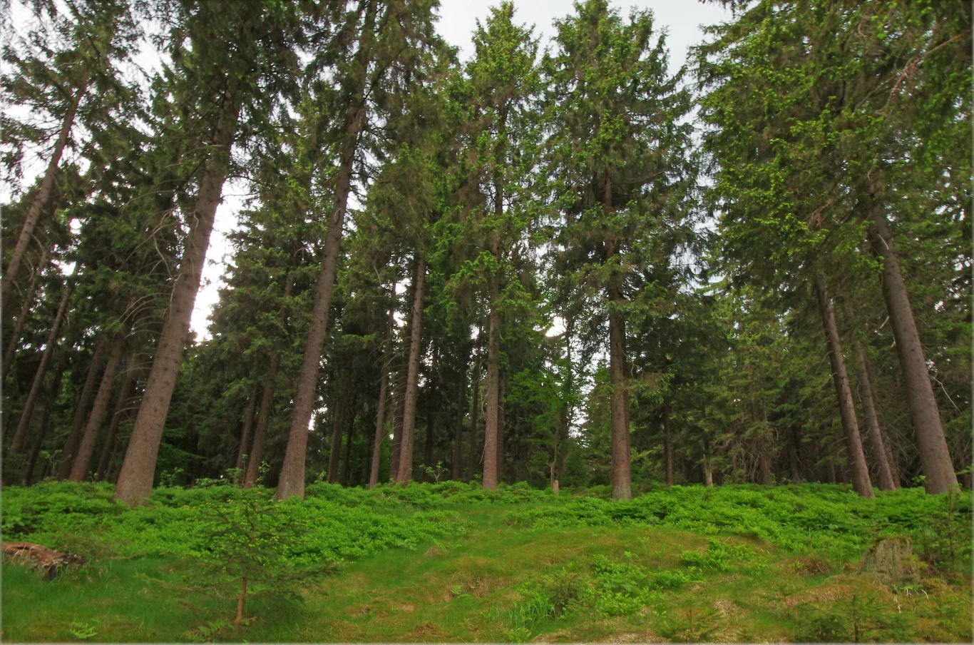 Ostrzeżenie PSP. Chodzi o wysokie ryzyko pożarów w lasach Ostrzeżenie PSP. Chodzi o wysokie ryzyko pożarów w lasach