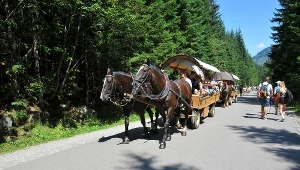 Od lat konie ciągną wozy w drodze na Morskie Oko 