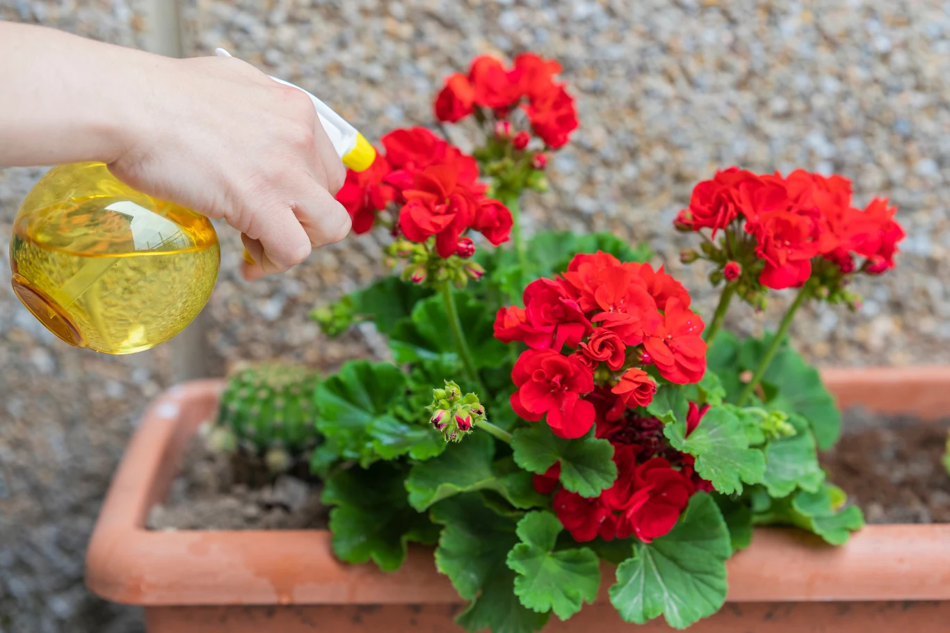 Jak zadbać o pelargonie podczas upałów? Jak zadbać o pelargonie podczas upałów?