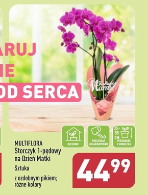 Storczyk Multiflora niska cena