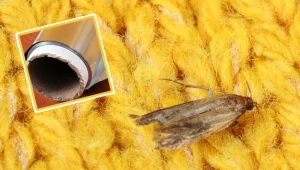 Mole zaatakowały twoją szafę? Tak pozbędziesz się ich bez chemii