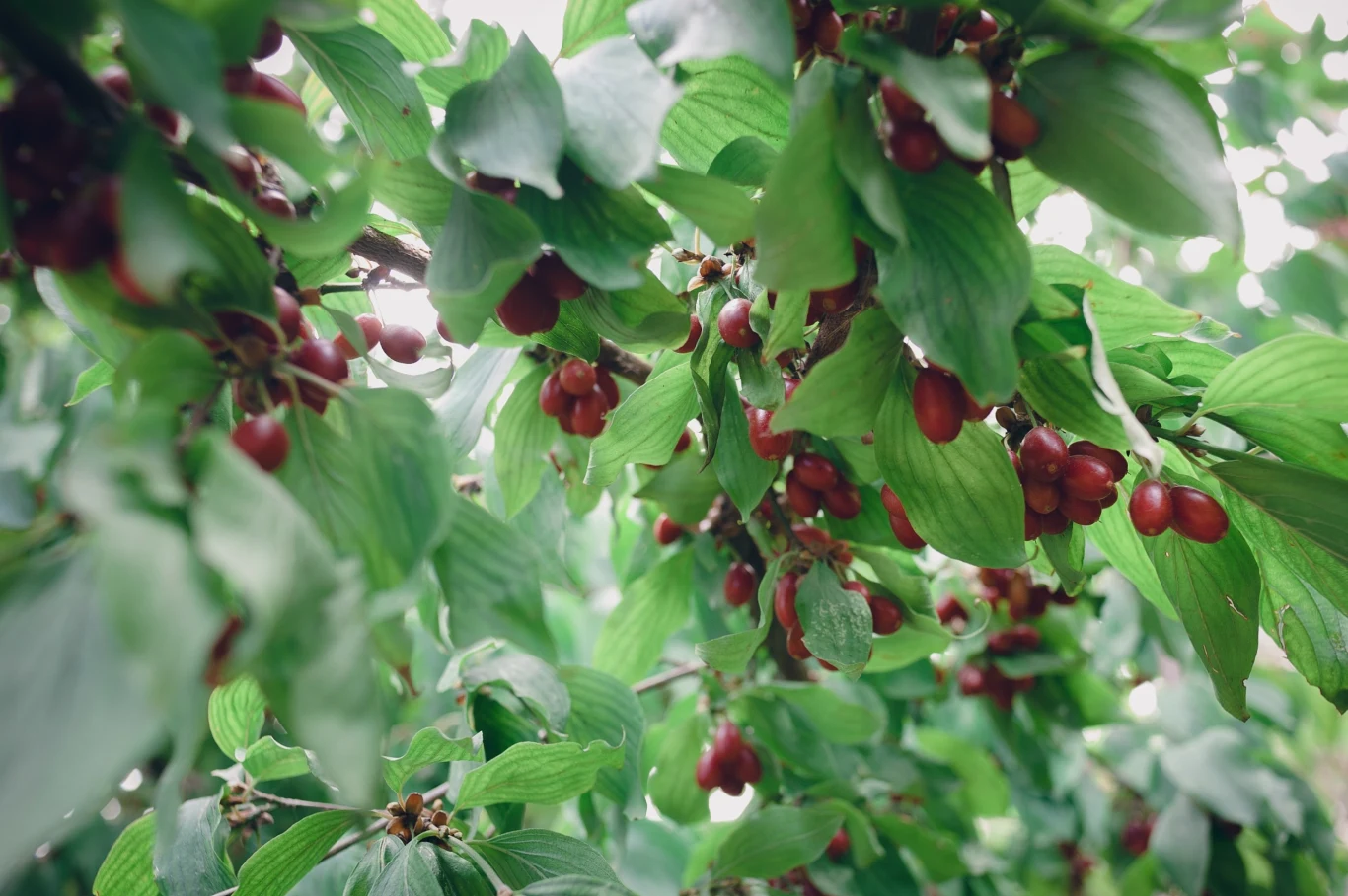 Dereń jadalny ma wiele zastosowań