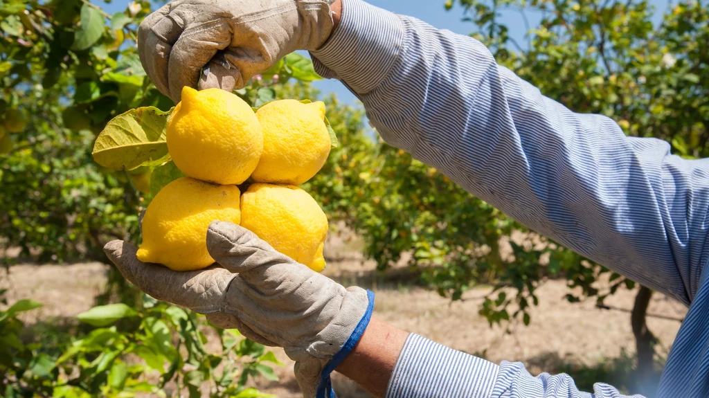 Cytryny z Turcji, Republiki Południowej Afryki, Egiptu i Argentyny zalewają europejski rynek - uważają rolnicy z Hiszpanii. Nie wszyscy się z tym zgadzają. Hiszpania kontroluje rynek cytryn w Europie, a problemy wynikają z nieprzemyślanej produkcji - ripostują eksperci