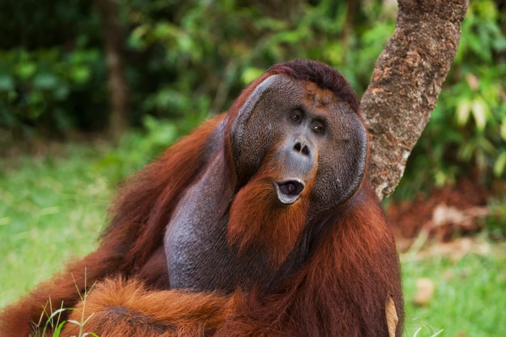 Orangutan z wyspy Borneo. Wciąż najwięcej żyje ich tam w części malezyjskiej
