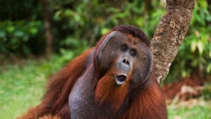 Orangutan z wyspy Borneo. Wciąż najwięcej żyje ich tam w części malezyjskiej
