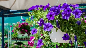 Dla jednych odpad, dla innych najlepszy nawóz. Surfinie kwitną po nim do przymrozków