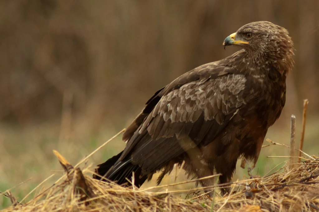 Polana Białowieska znajduje się w polskiej części Puszczy Białowieskiej. Siedlisko ma tu m.in. orlik krzykliwy