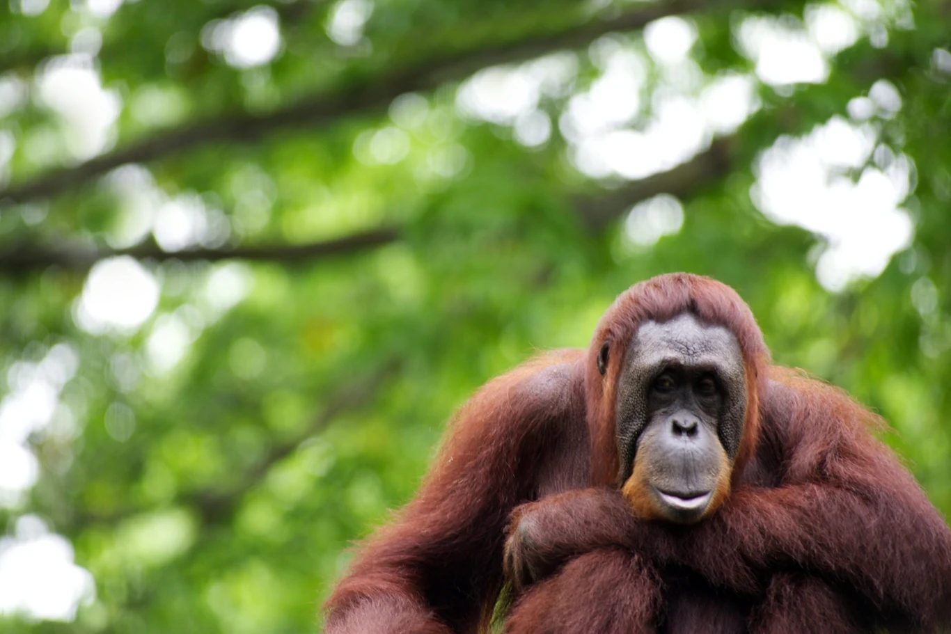 Orangutany z Borneo potrafią leczyć się roślinami? Orangutan z Borneo siedzący wśród gęstej zieleni w naturalnym środowisku.