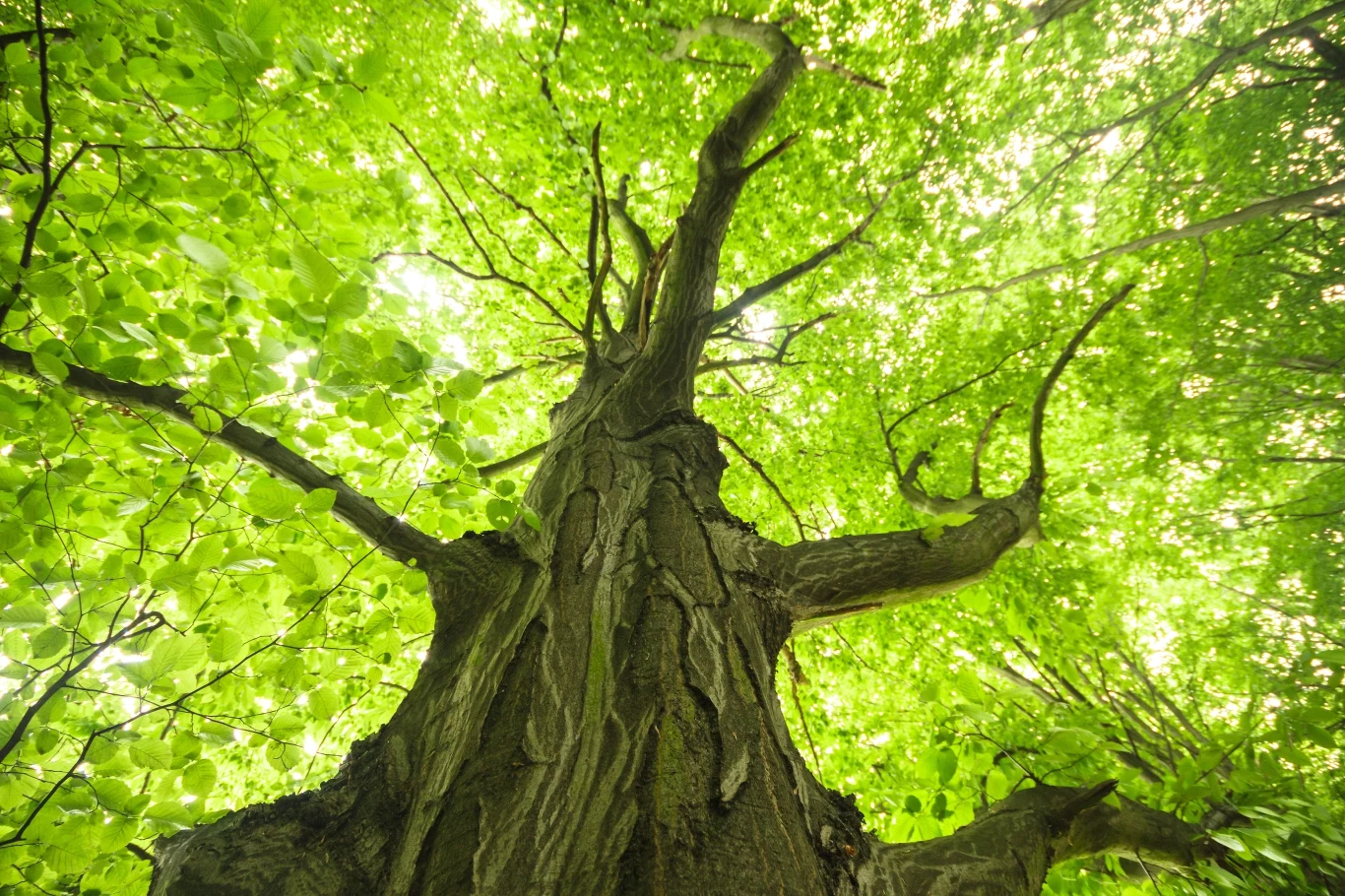 Buk osiąga duże rozmiary, więc nie nadaje się do małych ogrodów