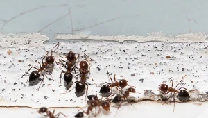 Wiosną posyp tym próg domu. Mrówki nie będą wchodziły do środka