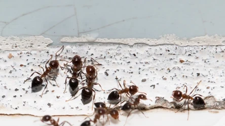 Mrówki to pożyteczne owady, dlatego warto walczyć z nimi naturalnymi metodami.