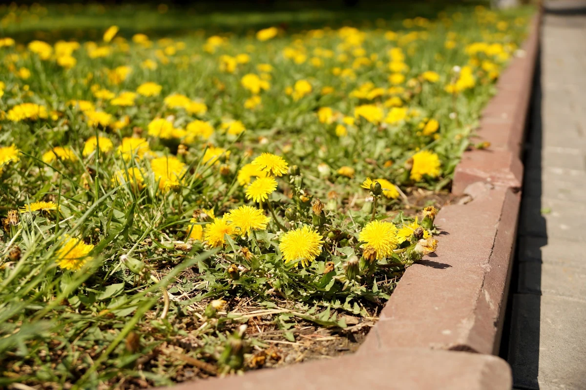 Jastrzębiec kosmaczek często mylony jest z mleczem (na zdjęciu mlecz) Jastrzębiec kosmaczek często mylony jest z mleczem (na zdjęciu mlecz)