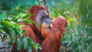 Orangutan