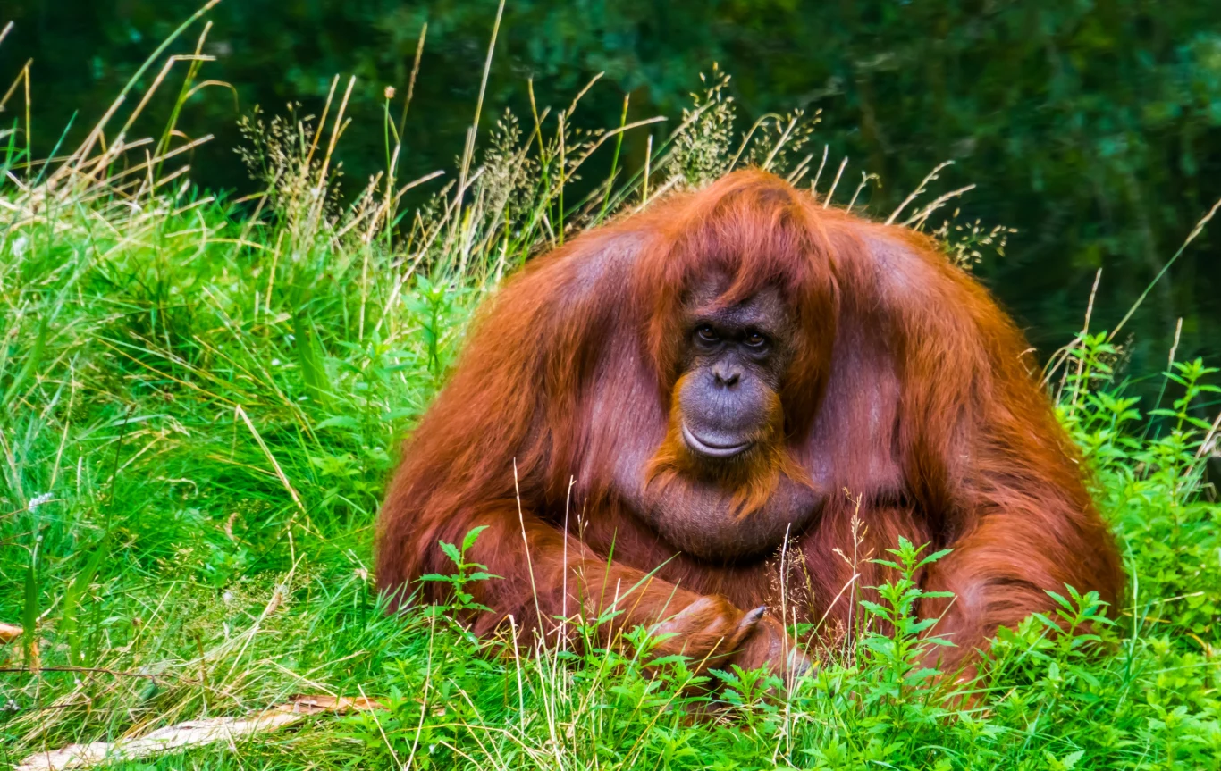 Orangutan