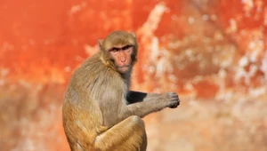 Rezusy to jedne z najbardziej inteligentnych makaków