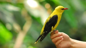 Ptaki ratują zdrowie psychiczne. Poziom stresu od razu spada