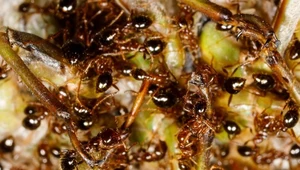 Mrówka ognista to gatunek inwazyjny