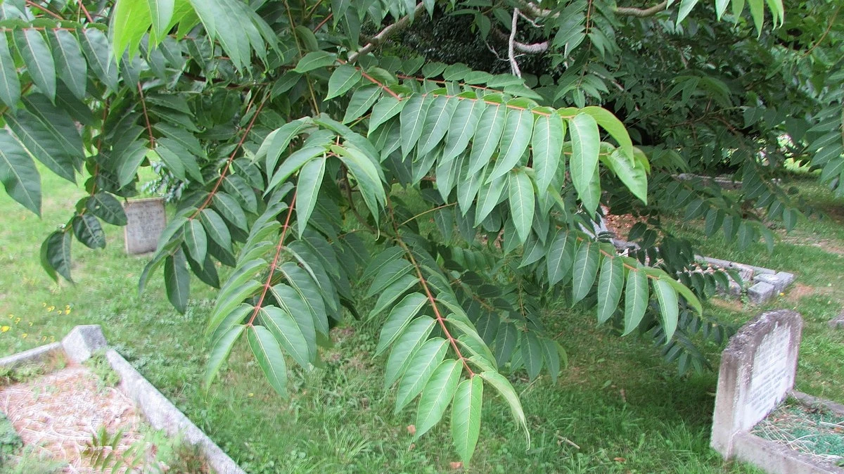 Inwazyjny bożodrzew gruczołowaty rosnący w ogrodzie