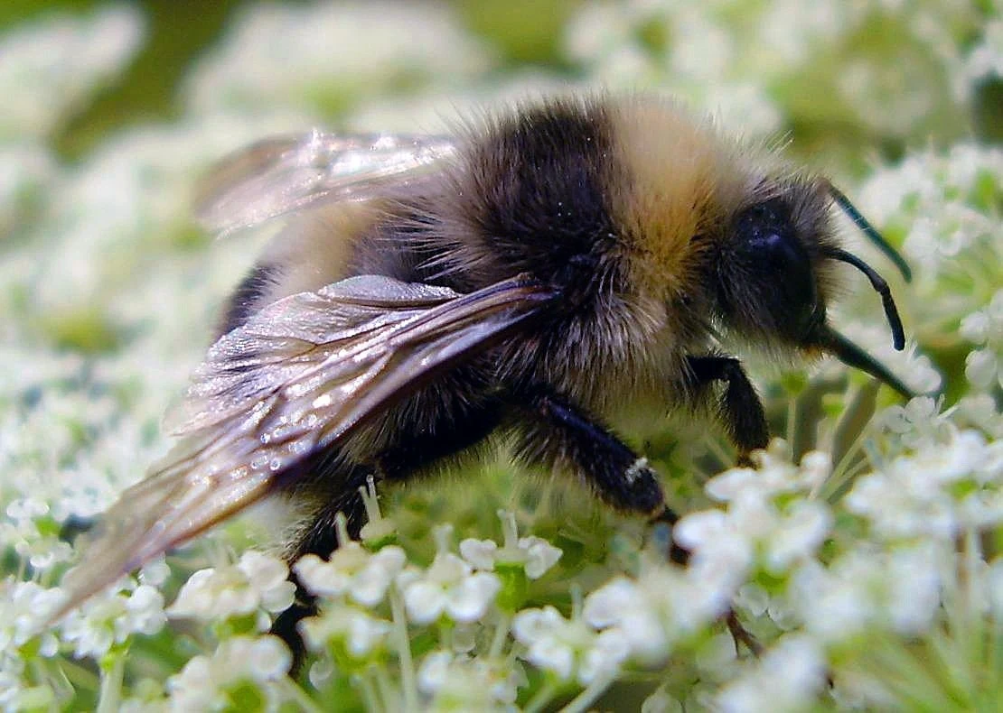 Trzmiele to bardzo skuteczne zapylacze roślin uprawnych Trzmiele to bardzo skuteczne zapylacze roślin uprawnych