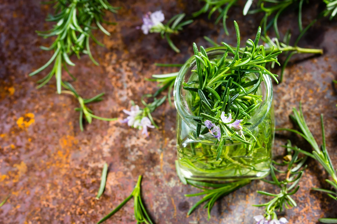 Rozmaryn skutecznie przyspiesza wzrost włosów, ograniczają ich wypadanie. 