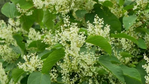 Tego krzewu nigdy nie sadź w ogrodzie. Jest zakazany